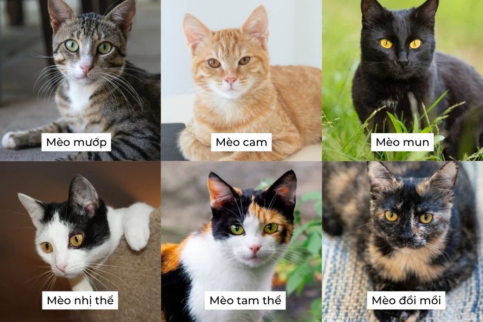 6 giống mèo ta phổ biến ở Việt Nam: mèo mướp, mèo cam, mèo mun, mèo nhị thể, mèo tam thể và mèo đồi mồi.