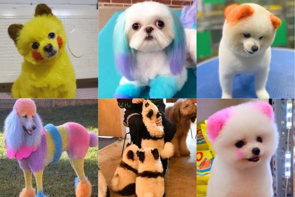 METAPETS Việt Nam https://metapets.vn Nhiều chú chó có lông nhuộm màu sắc với vật dụng nhuộm.