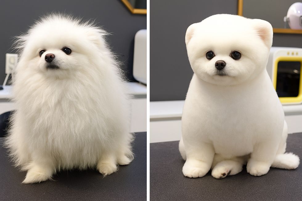 METAPETS Việt Nam https://metapets.vn Chú chó grooming lông đẹp