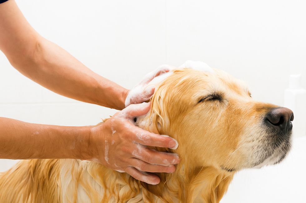 tam-cho-sai-cach-metaPet