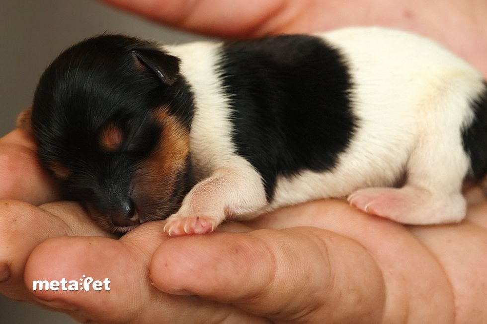 chó con mới sinh ra chưa mở mắt